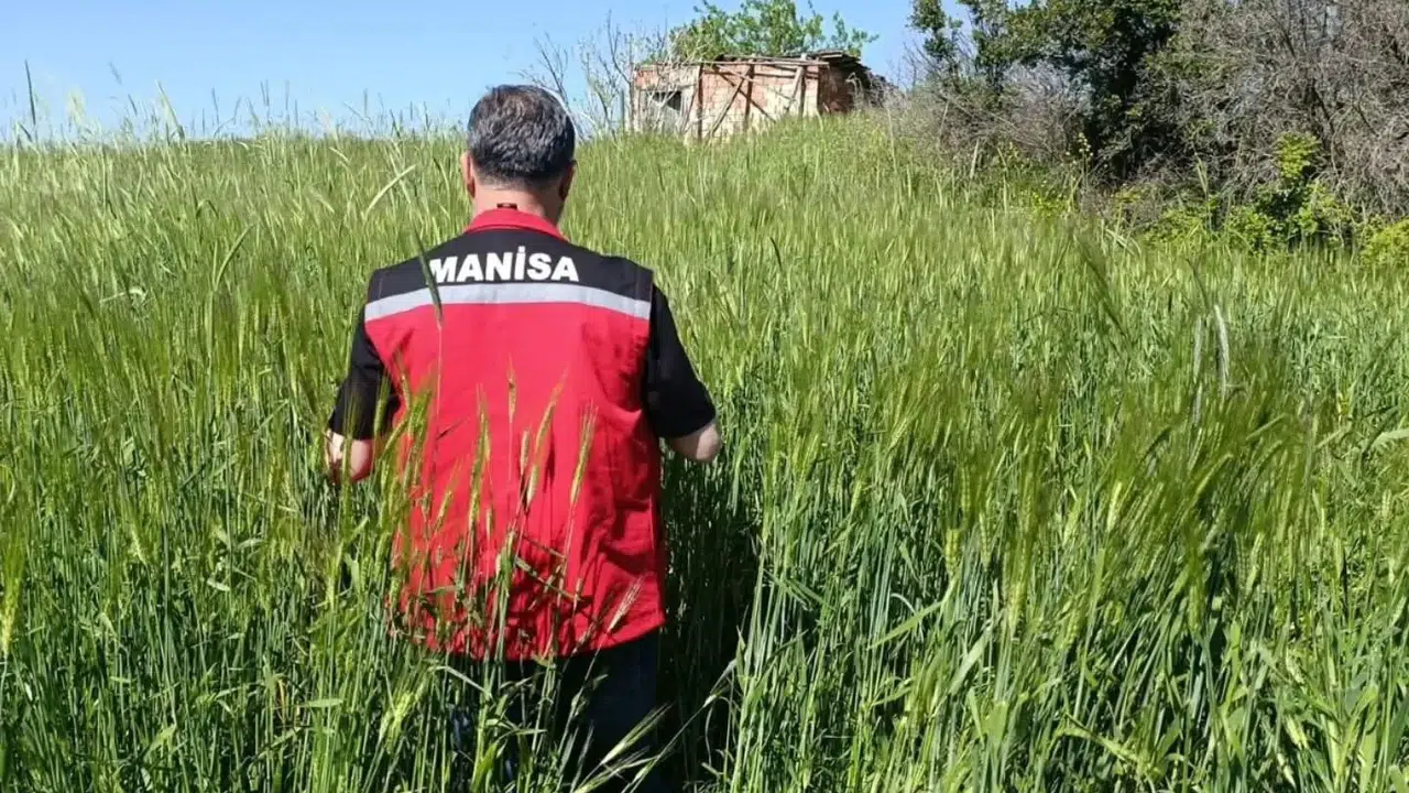 Sarıgöl’de süne alarmı: Hasat öncesi kritik nöbet başladı