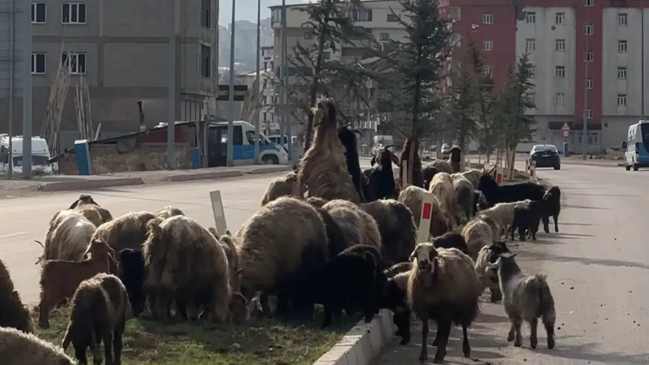 Trafik kilitlendi ama kimse şikayetçi olmadı: Yüksekova’da yolun hakimi koyun sürüsü oldu