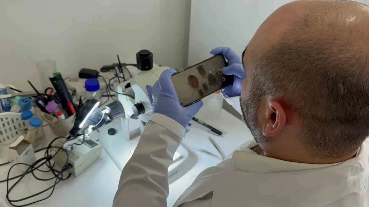 Kene sezonu artık daha uzun: Uzmanından hayati uyarı