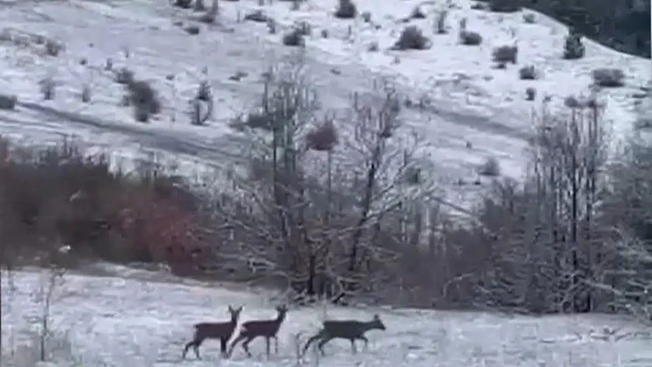 Erzincan’ın sessiz sakin misafirleri: Refahiye’nin beyaz örtüsü üzerinde nadir görülen şölen