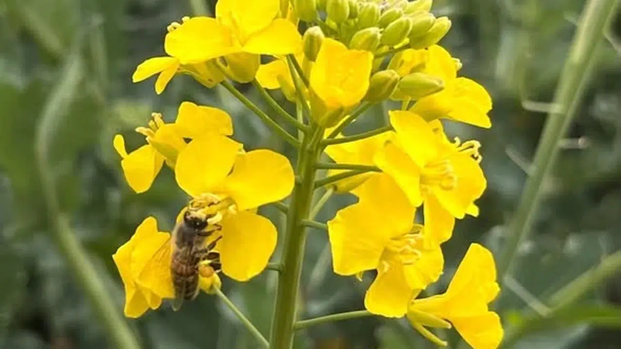 Doğanın gizli kahramanları tehlike altında: Hayrabolu’dan üreticiye kritik uyarı