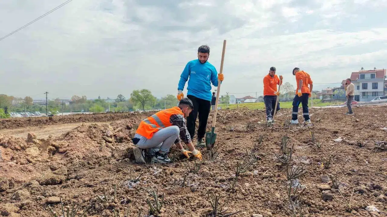 Başiskele’nin yeni renk cümbüşü: 160 farklı türden 15 bin gül dikiliyor