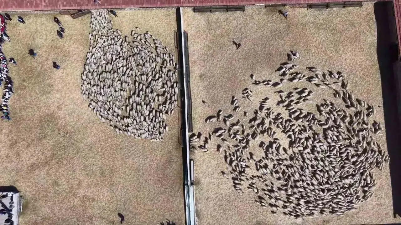 Binlerce kuzu aynı anda annesine koştu: Gökyüzünden yansıyan o anlar yürekleri ısıttı