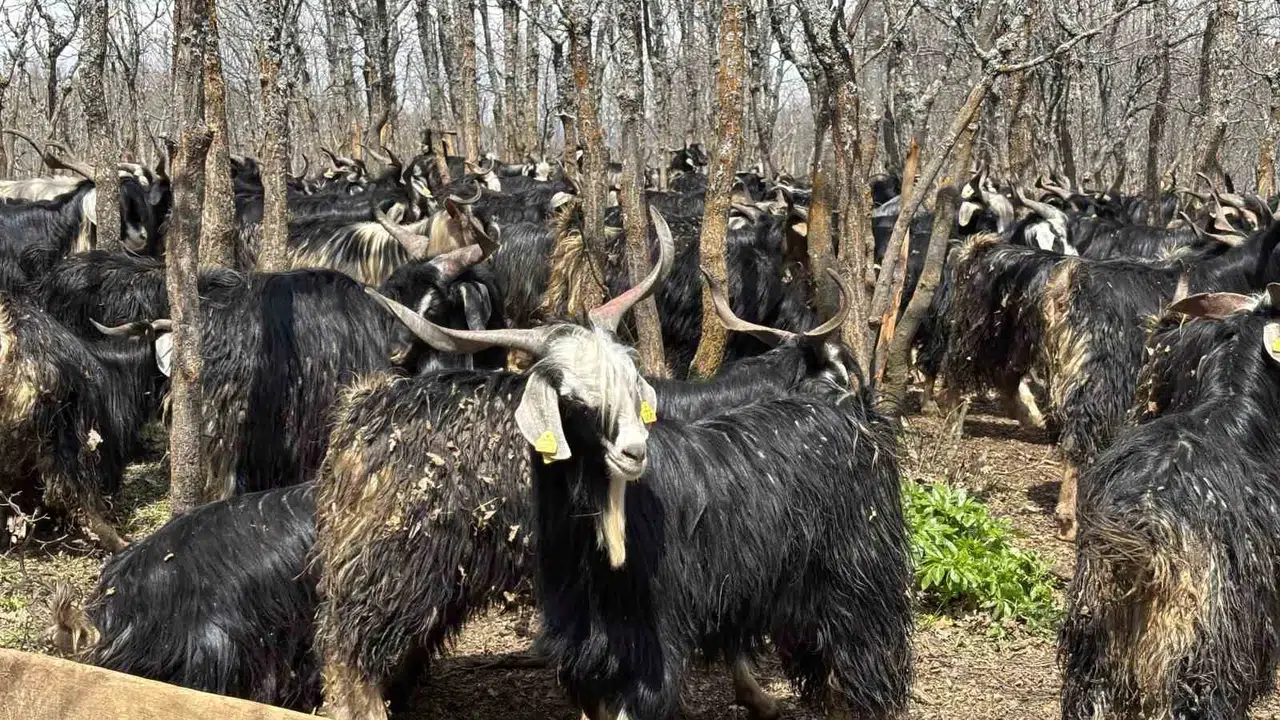 Bingöl’de bahar beklerken kış geri döndü: Yayla sezonu yerini ahır mesaisine bıraktı