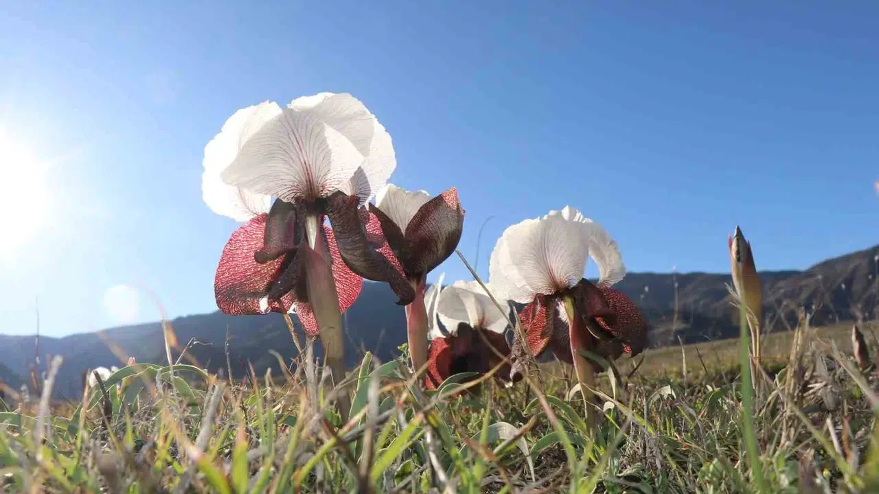 Oltu’nun meralarında bahar bereketi: Doğanın gizli hazinesi kurt kulakları çiçek açtı