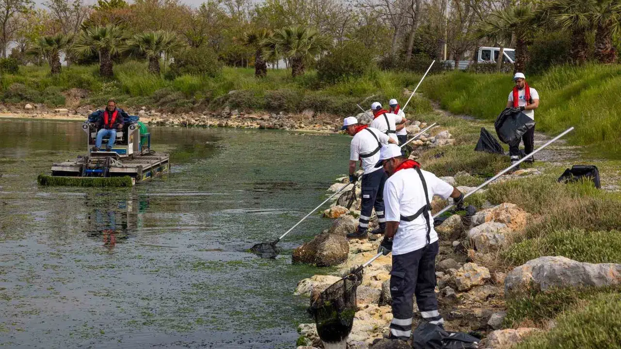 Körfez'de deniz marulu alarmı: Uzmanlar  sorun kıyıda değil Gediz'de  diyerek uyardı