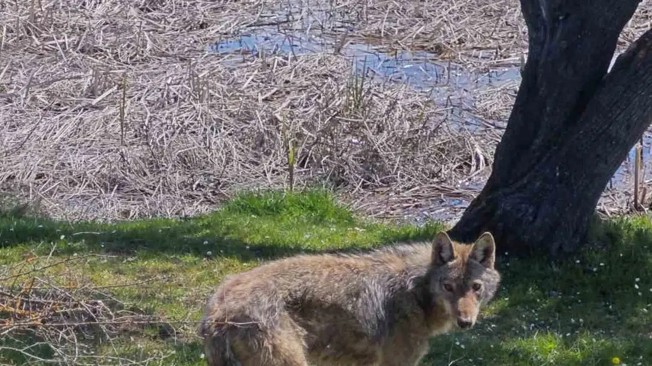 Oltalarını hazırlayıp gölete gitmişlerdi: Karşılarına çıkan manzara herkesi şaşkına çevirdi