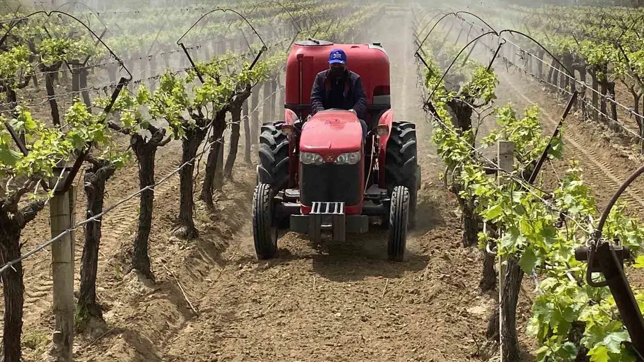 Alaşehir’de üzümde devrim: 3K projesiyle kalıntısız üretim dönemi başlıyor