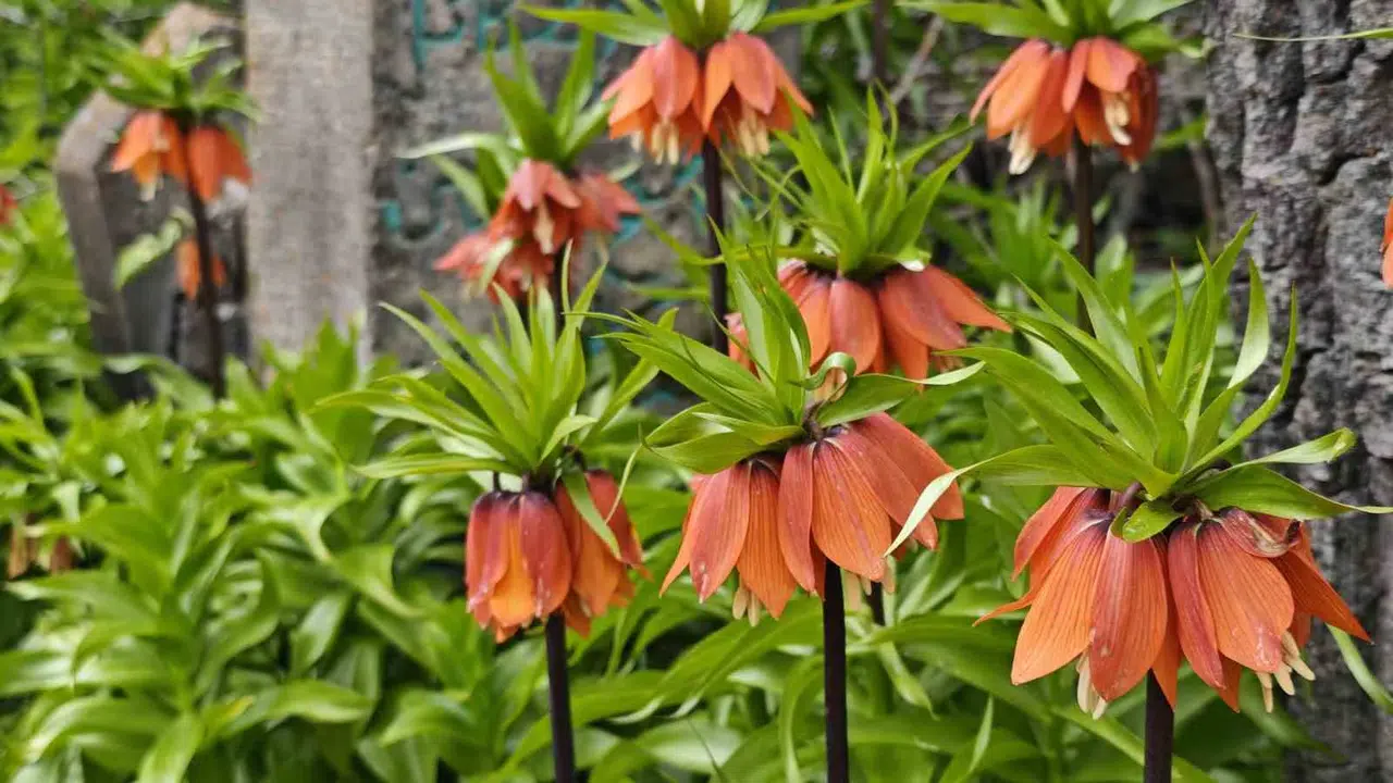 Bin 700 kilometre yol geldi, gördüğü manzara karşısında büyülendi: Bitlis’in  ağlayan gelinleri  ziyaretçi akınına uğruyor