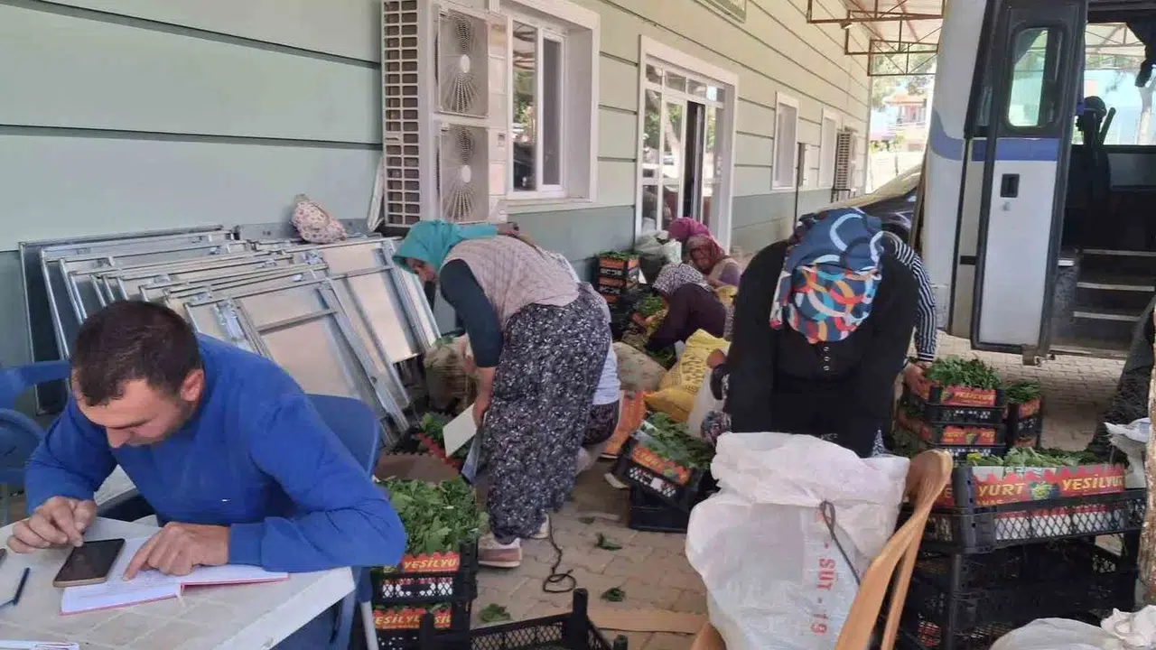 Sarıgöl’de bağlar bereketiyle uyandı: Yaprağın kilogramı 100 liradan alıcı buldu