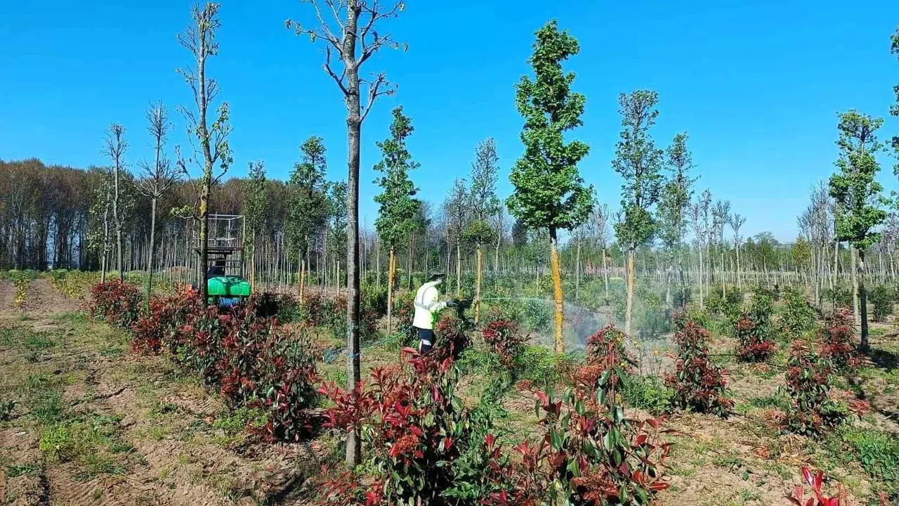 Yeşil alanların geleceği fidanlıklarda korunuyor: Zararlılara karşı kalkan oluşturuldu