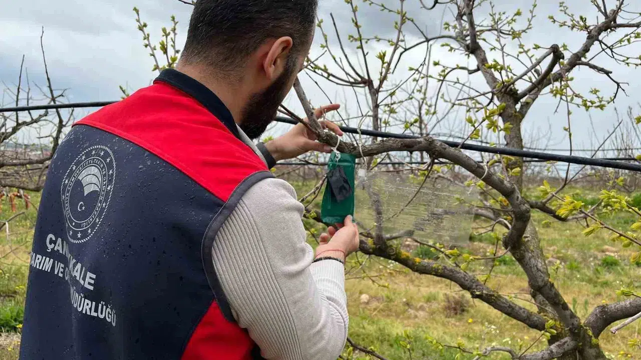 Çanakkale’de tarım alarmı: Kokarca istilasına karşı 15 noktada yakın takip