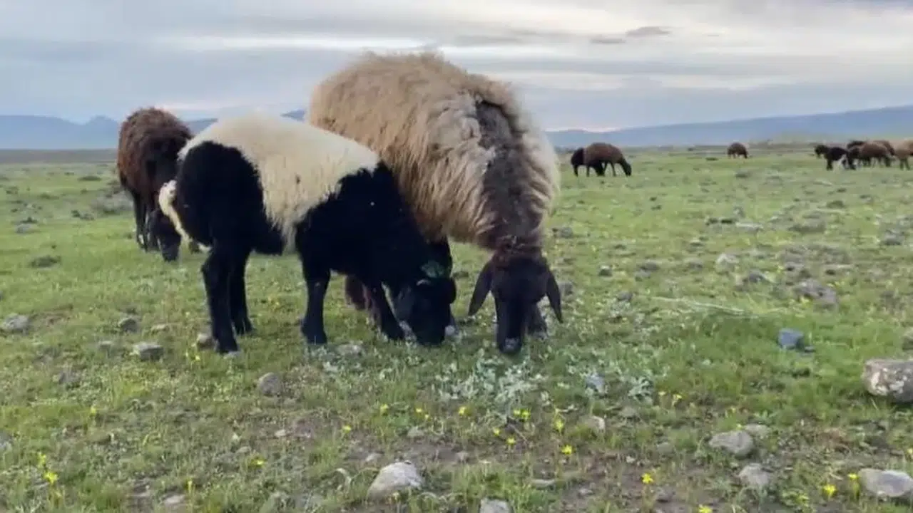Patnos’ta bahar bereketi: Uzun kış uykusundan uyanan meralar sürülerle şenlendi