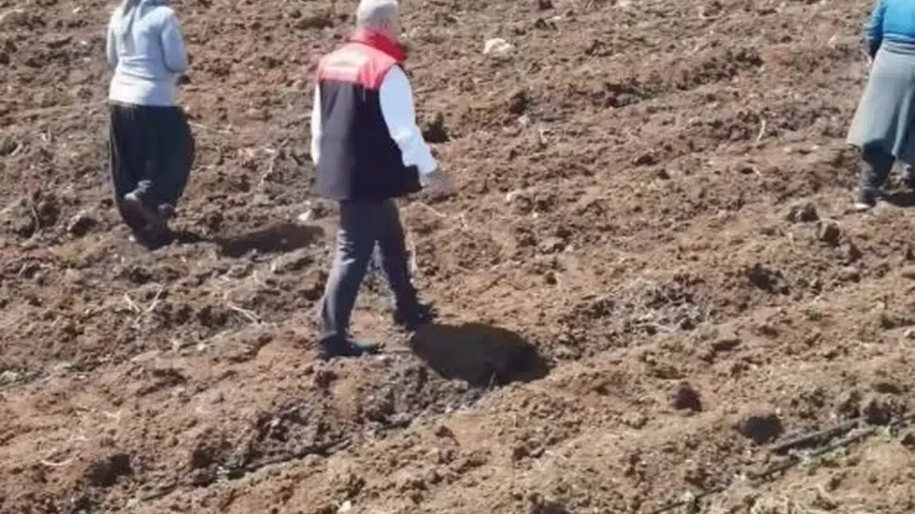 Elazığ topraklarında domates bereketi: 160 dekarlık alanda hummalı çalışma başladı