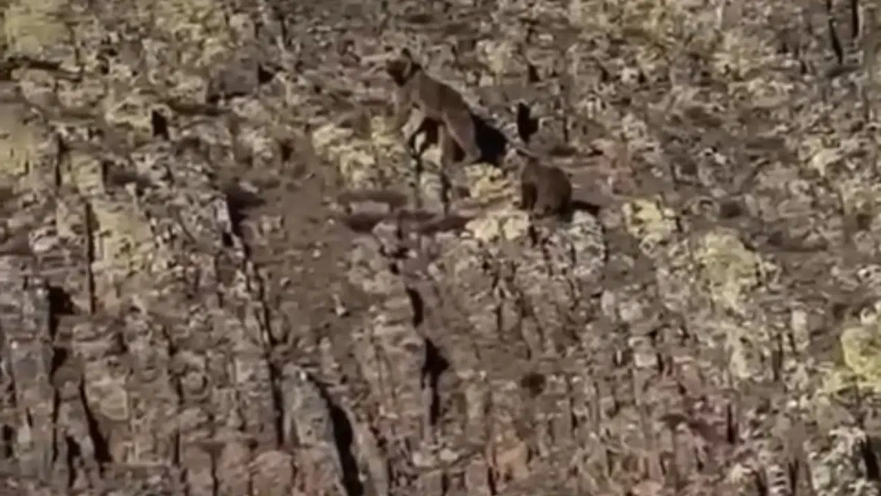 Malatya’nın beyaz örtüsünde sürpriz karşılaşma: Anne ayı ve yavrusu objektiflere böyle yansıdı