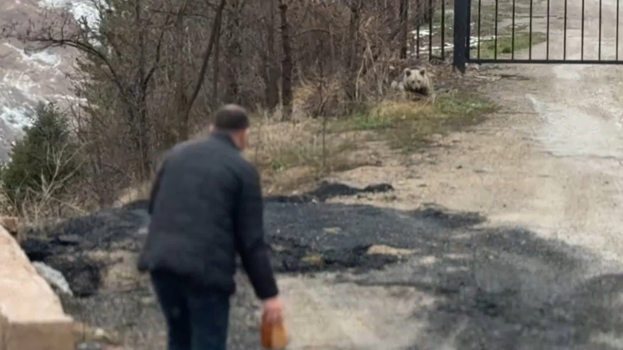 Gümüşhane’de aç kalan yavru ayıyı elleriyle beslediler