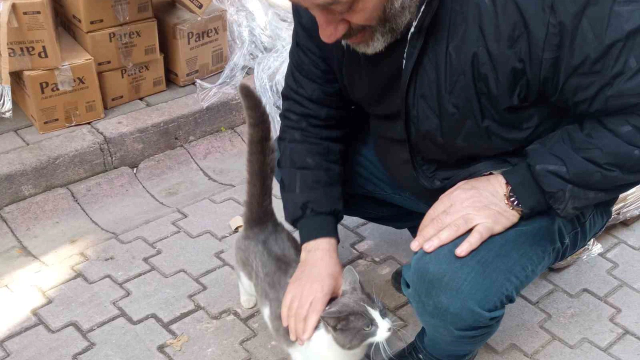 Köpeklerden kaçan kedinin imdadına itfaiye yetişti