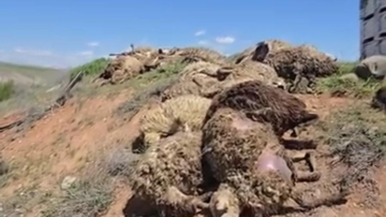 Malatya’da küçükbaş hayvan yüklü tır devrildi: 2 kişi yaralandı, 80 koyun telef oldu