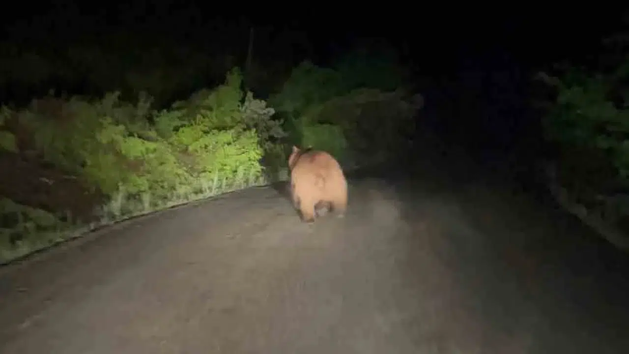 Safranbolu'da gece mesaisi: Yaban hayvanları objektiflere takıldı