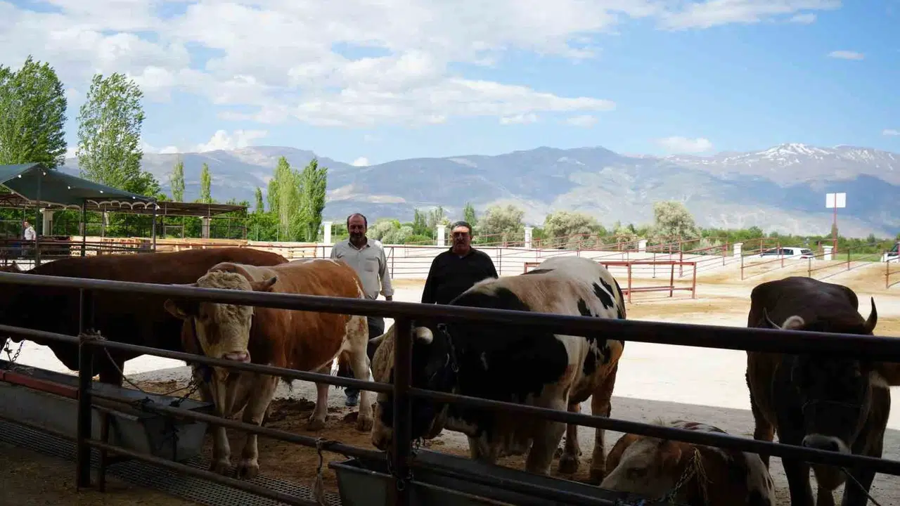 Erzincan’da kurban pazarı hareketlendi: Tokalaşmalı pazarlıklar geleneği yaşatıyor