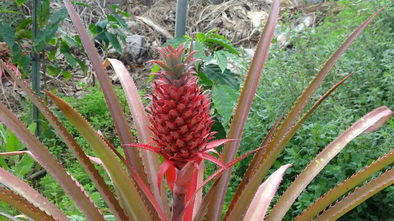 Alanya’nın tropikal bahçelerinde bir ilk: Ananas hasadı için geri sayım başladı