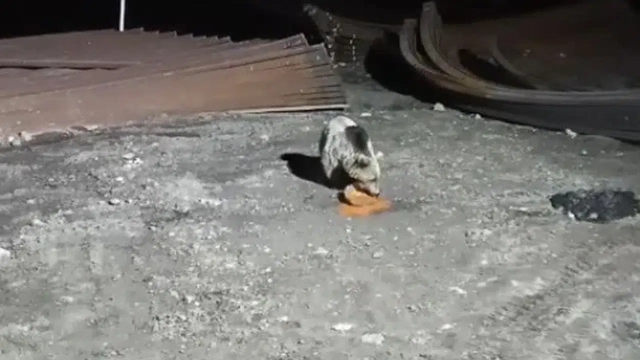 Karnı acıkınca şantiyeye indi: Köpekleri görünce yemeğini kaptığı gibi kaçtı