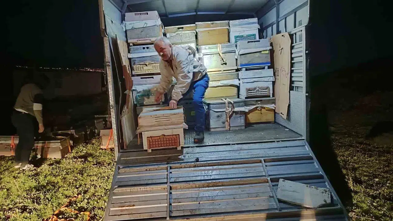 Ballı yolculuk: Karadenizli arıcıların yüksek rakımlı yayla mesaisi başladı