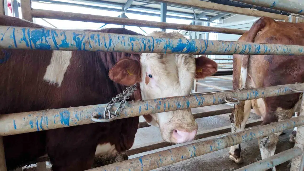 Kocaeli’de kurban telaşı başlıyor: Mezbahalarda yerinizi ayırtmak için geri sayım