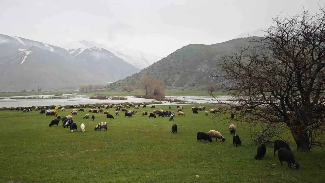 Bitlis’te bahar bereketi: 5 aylık esaret bitti, sürüler yaylalara koştu