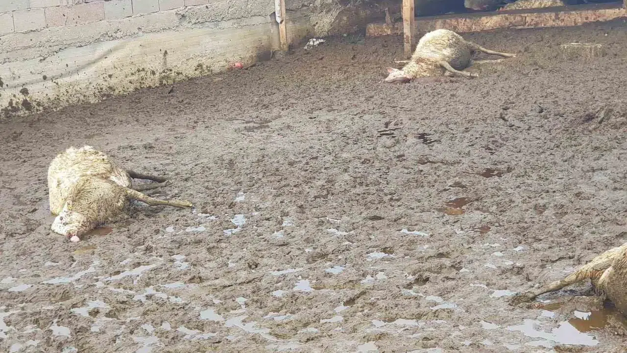 Polatlı'da besicinin kabusu: Gece karanlığında ağılı bastılar