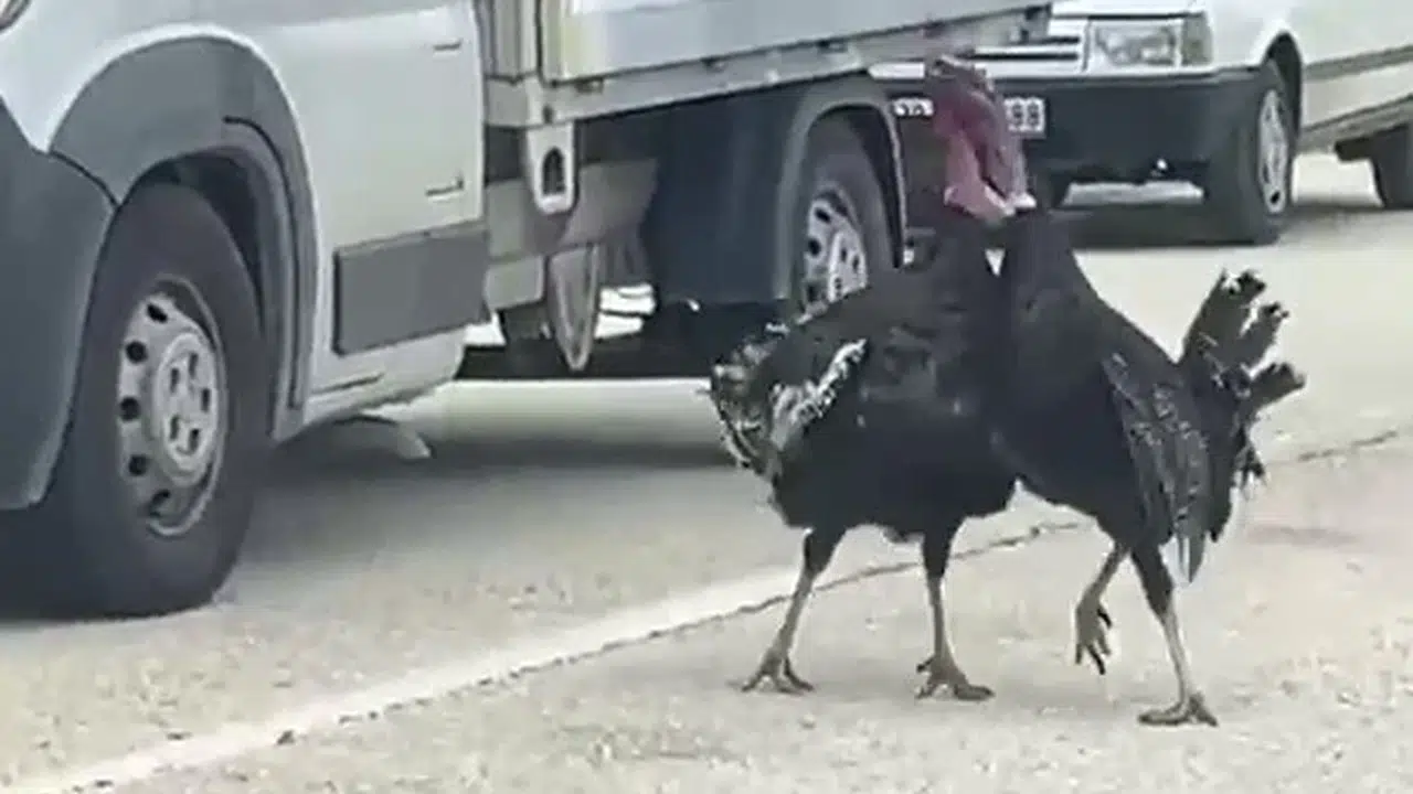 Sürücüler şaşkına döndü: Eflani'de yolun ortasında 'hindi' düellosu