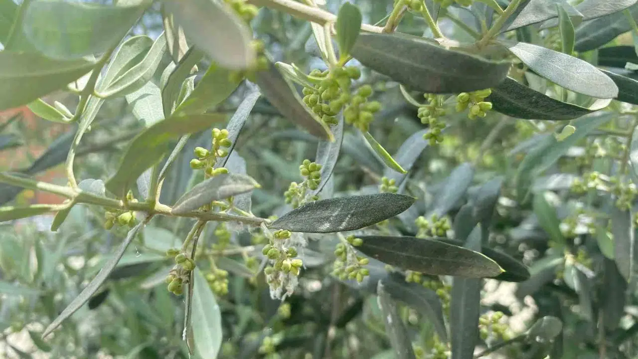 Zeytin üreticisine kritik uyarı: Verim kaybını önlemek için harekete geçin