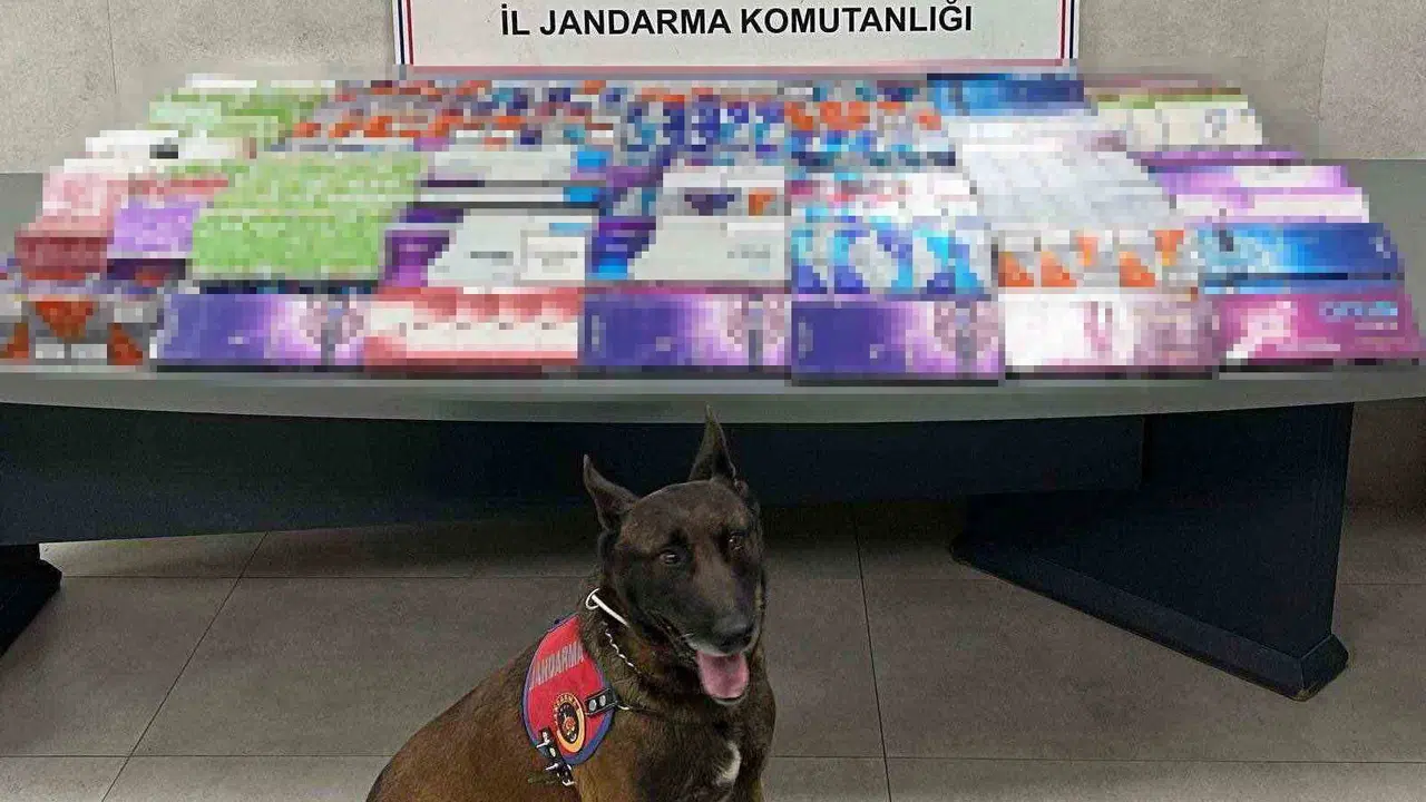 Sakarya’da kaçak tütün operasyonu: 3 ilçede büyük vurgun önlendi