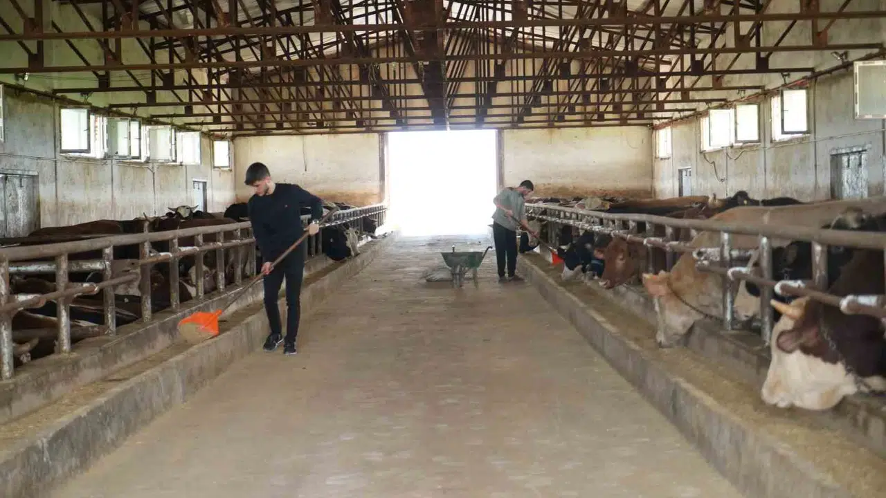 Muş’ta kurban hareketliliği: Batı illerine 50 bin hayvanlık dev sevkiyat başlıyor