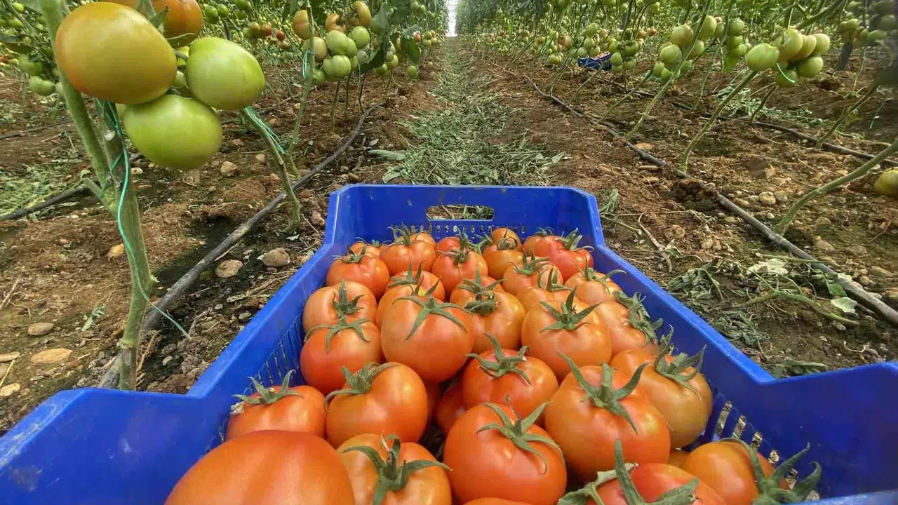 Mutfaktaki yangın Antalya hallerinden başladı: Domatesin fiyatı uçtu, miktar çakıldı