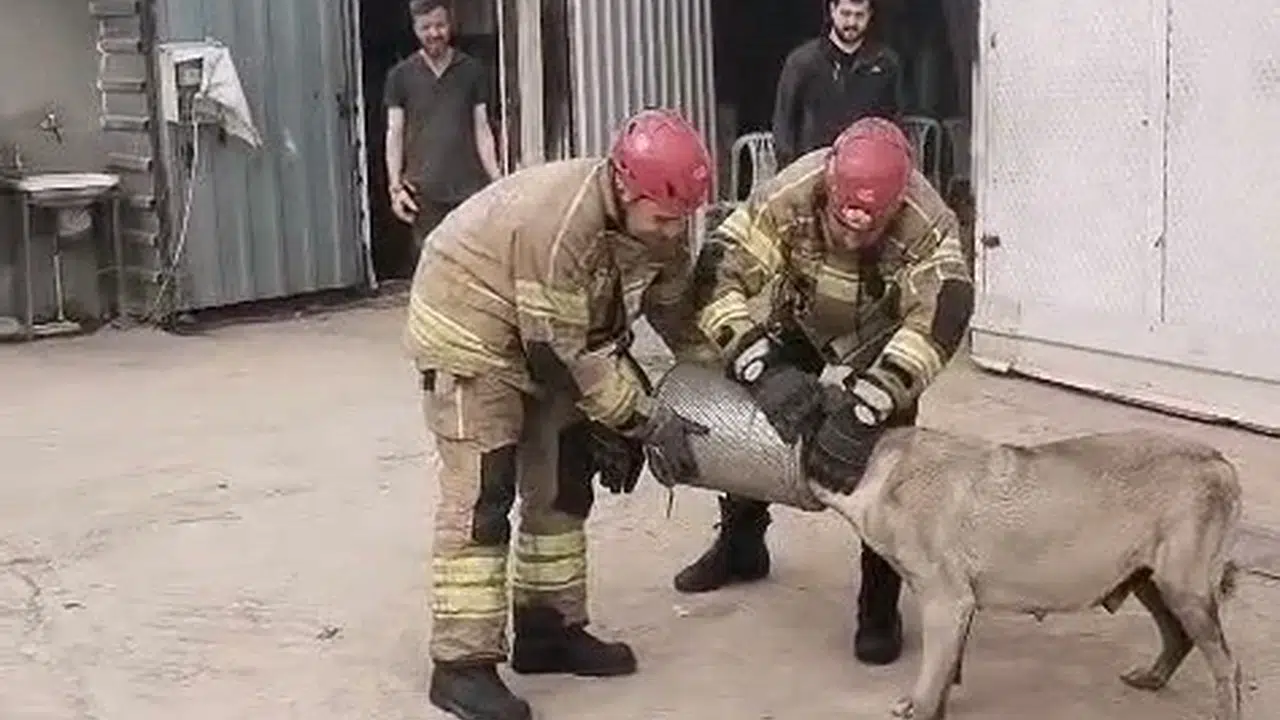 İnegöl’de yürekleri ağza getiren kurtarma operasyonu: Gebe köpeğin imdadına itfaiye yetişti