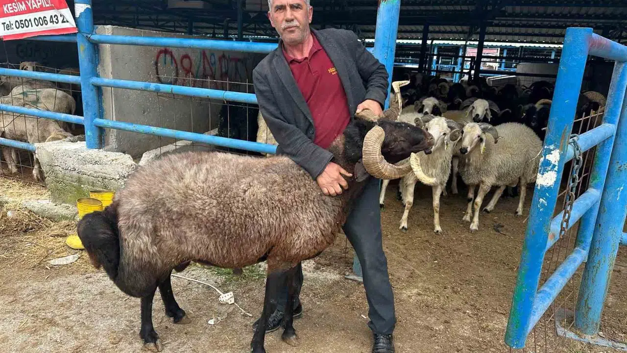 Kurban pazarına adım atmadan 650 bin lira eridi: Besiciler maliyet kıskacında isyanda