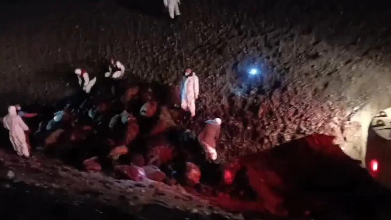 Iğdır'da dehşet anları: Arı sürüsü yüzlerce hayvanı canından etti