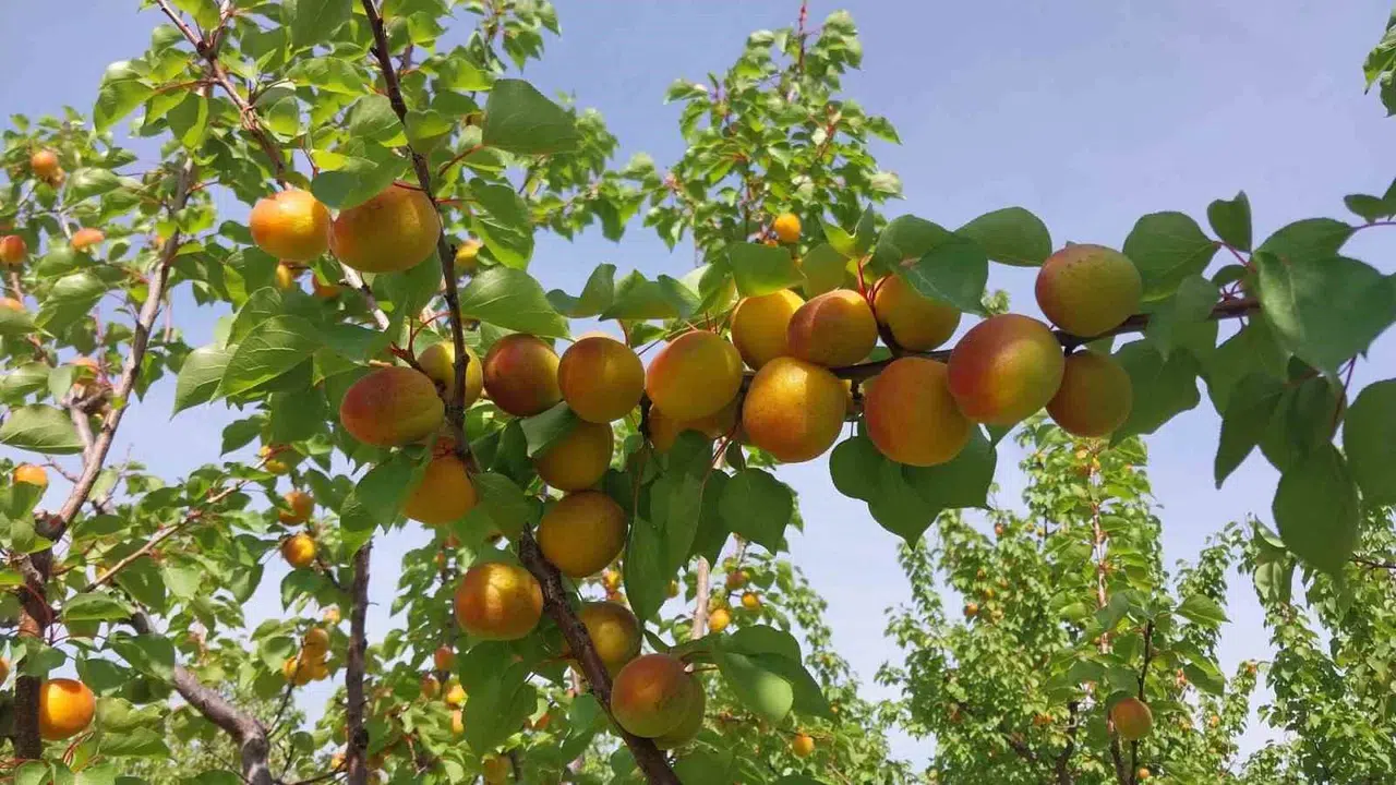 Mut’ta altın hasat dönemi: 300 bin tonluk dev rekolte beklentisi üreticinin yüzünü güldürdü