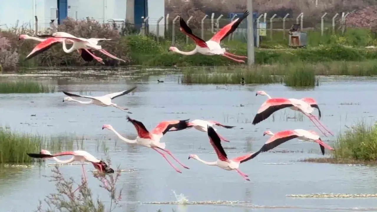 Ayvalık’ta görsel şölen: Pembe kanatlılar lagünleri mesken tuttu