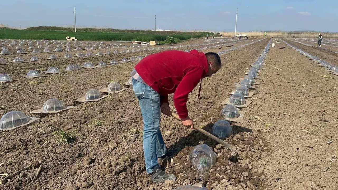 Sofralara gelene kadar büyük emek istiyor: Tarım işçilerinin en zorlu mesaisi karpuz tarlasında
