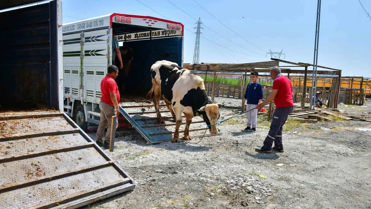 Esenyurt’ta bayram telaşı başladı: Kurban pazarında ilk hayvanlar yerini aldı