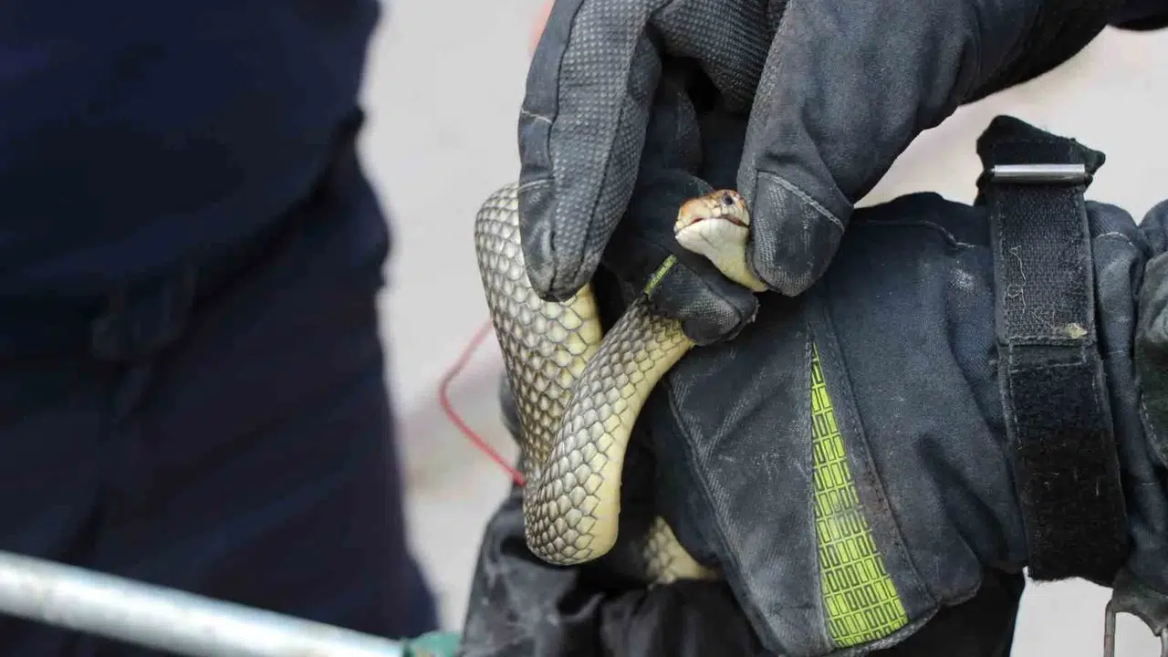 Amasya'da korkutan misafir: Otomobilin koltuğuna gizlenen dev yılan paniğe yol açtı