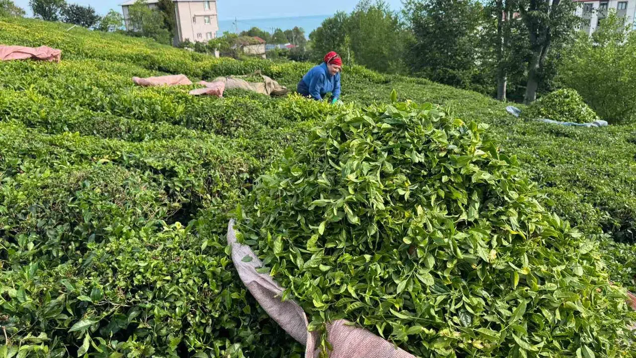 Rize’de ilk sürgün heyecanı: Çay bahçelerinde makas sesleri yükselmeye başladı