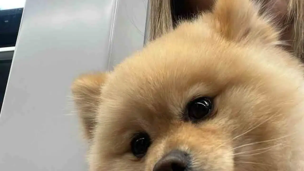 Petshop faciası: Yıkamaya bıraktığı köpeğinin cansız bedeniyle karşılaştı
