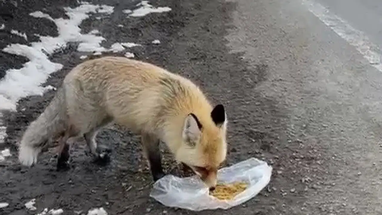 Erzurum’da atasözü gerçek oldu: Yolunu gözleyen tilkiyi sürücüler sevindirdi