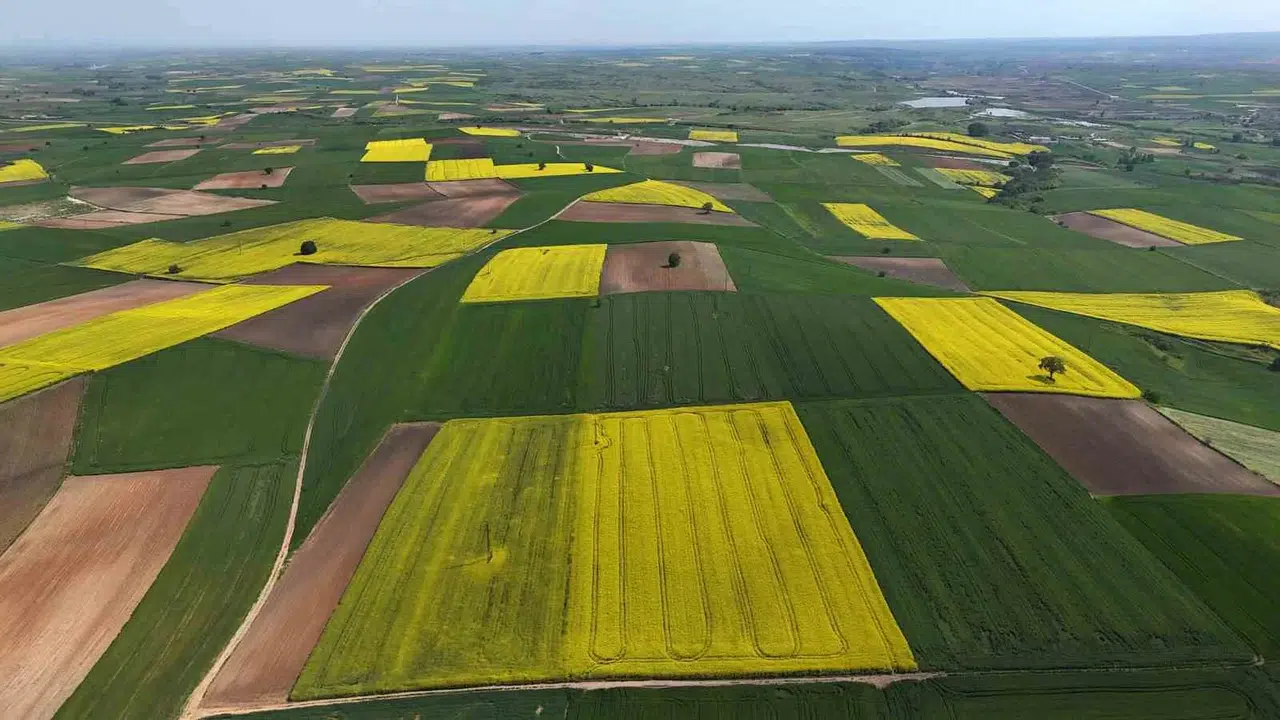 Edirne’nin altın sarısı bereketi: Çiftçinin yüzü kanola ile güldü