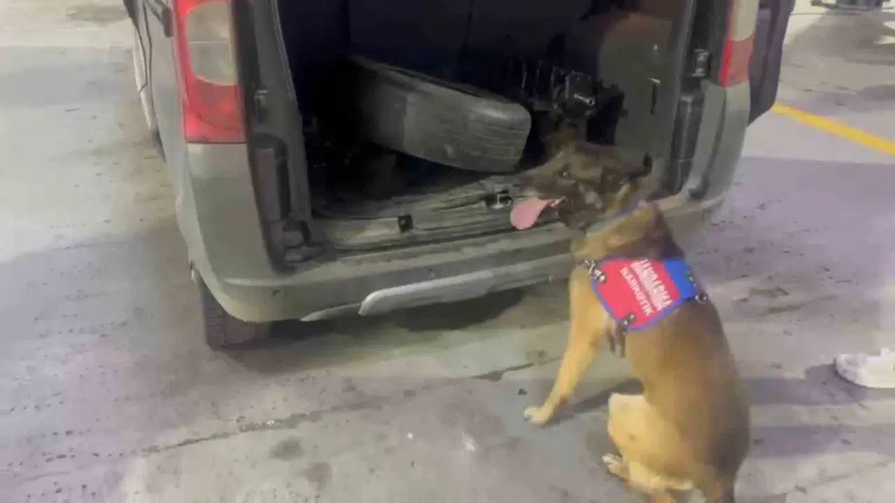 Tunceli yolunda zehir tacirine geçit yok: Narkotik köpeği Ayar’ın burnundan kaçamadı