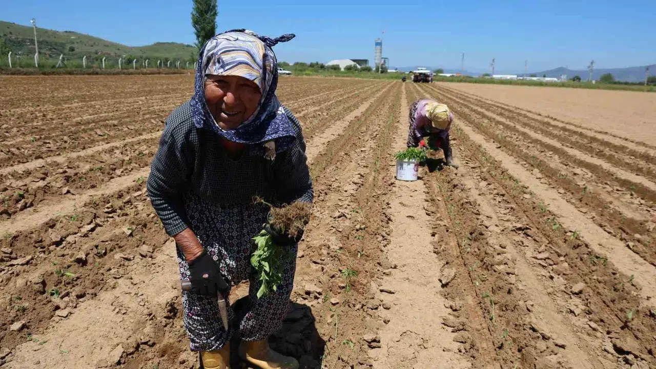 Meydanlar doldu taştı ama onların tek derdi ekmek parası: 1 Mayıs’ı tarlada karşıladılar