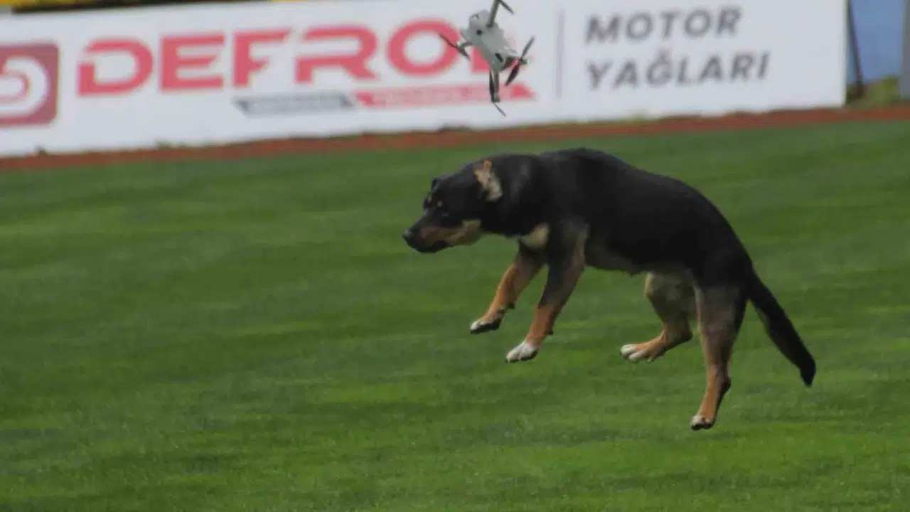 19 Mayıs coşkusu yerini şaşkınlığa bıraktı: Stada dalan köpek dronu havada yakaladı